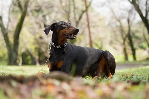 ドーベルマンのポートレート 犬,ドーベルマン,大型犬の写真素材