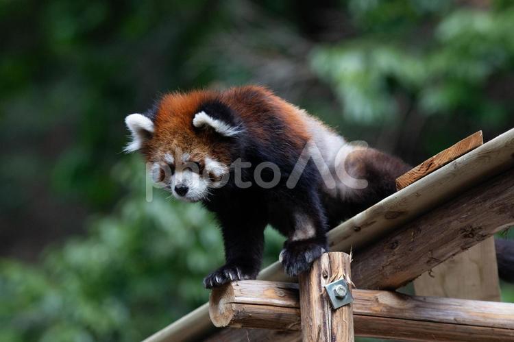 レッサーパンダ レッサーパンダ,生き物,動物の写真素材