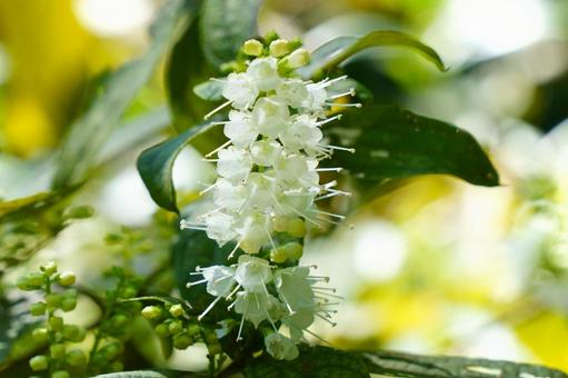 シモバシラ シモバシラ,花,白の写真素材
