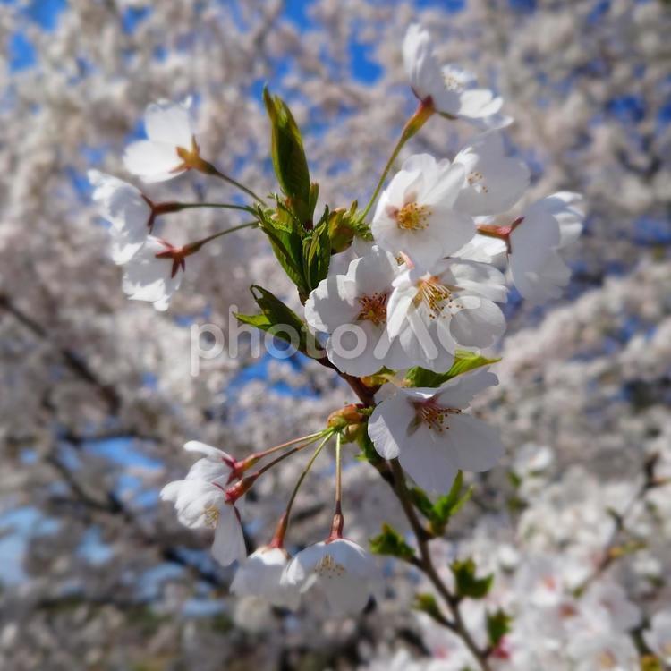 咲き誇る桜 春,桜,さくらの写真素材