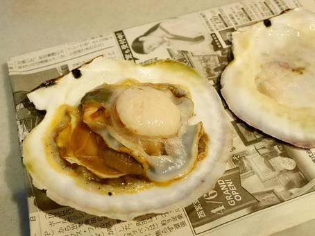 Photo, live scallops, scallops, scallop scallop, 