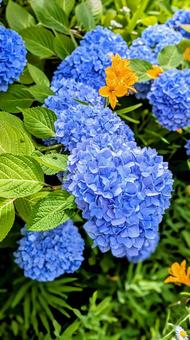 Hydrangea, JPG