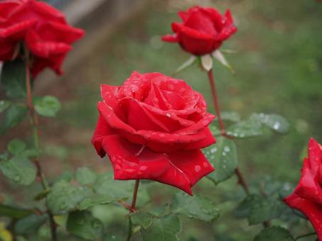 バラ園で赤い薔薇を撮った写真です バラ園で赤い薔薇を撮った写真ですの写真