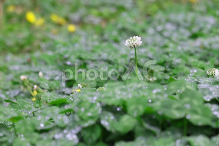 雨上がりのクローバー クローバー,グリーン,水滴の写真素材