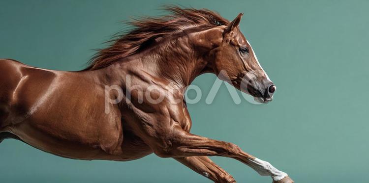 力強く走るサラブレッドの姿 馬,競走馬,ギャロップの写真素材