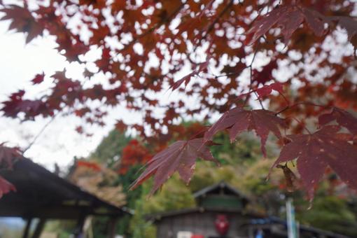 山の紅葉 山の紅葉の写真