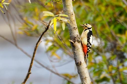 アカゲラ⑻ 鳥,アカゲラ,キツツキの写真素材