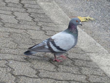 歩道で歩みを止める鳩 鳩,歩道,歩むの写真素材