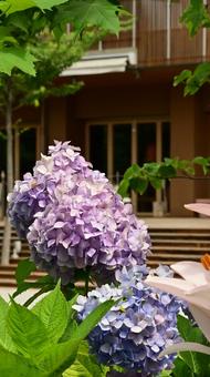 Hydrangea flower, JPG