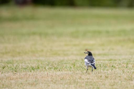 ハクセキレイ⒄の写真
