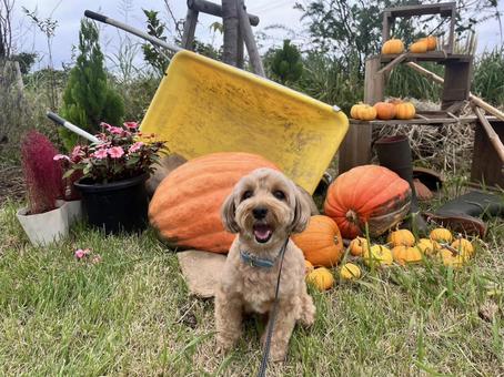 マルプー けんけん マルプー けんけん 犬,かわいい,マルプーの写真素材