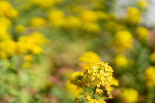 季節を感じる満開の菜の花 菜の花,一面に,花畑の写真素材