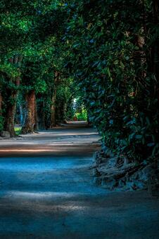 亜熱帯の緑のトンネル。沖縄のフクギ並木 沖縄,フクギ並木,緑の写真素材