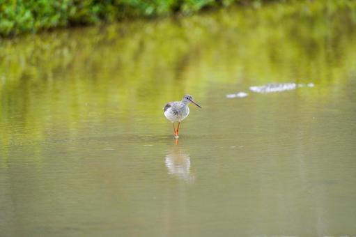 アカアシシギ アカアシシギ アカアシシギ,シギ,野鳥の写真素材