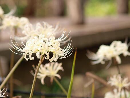白い彼岸花の写真