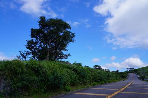 北九州 平尾台の風景 北九州 平尾台の風景 自然,平尾台,車道の写真素材