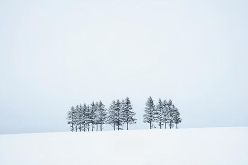 雪降りの木立と雪原 雪降りの木立と雪原の写真
