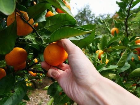 みかん狩り.2 みかん,みかん狩り,秋の写真素材