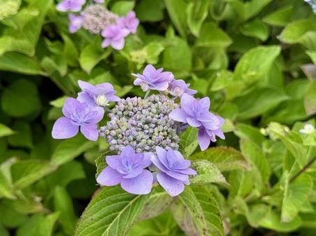 堀切菖蒲園のアジサイ 堀切菖蒲園のアジサイ アジサイ,芝生,草の写真素材