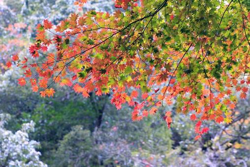 コハウチワカエデの紅葉の写真