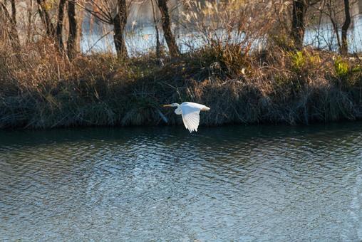 宙を優雅に舞うチュウサギ チュウサギ,シラサギ,鷺の写真素材