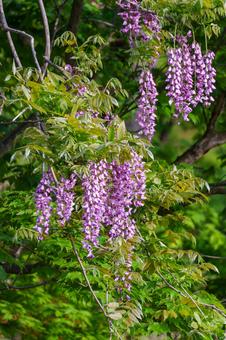 250520十日町市星峠 新潟県,十日町市,星峠の写真素材