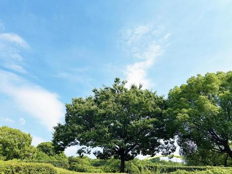Trees and blue sky in a park on a sunny day, JPG Trees and blue sky in a park on a sunny day, JPG