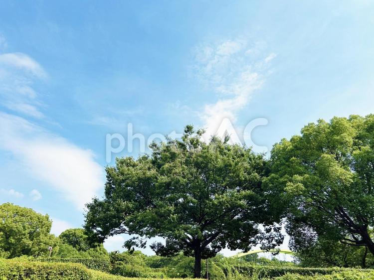 良く晴れた日の公園の木々と青空 空模様,空,雲の写真素材