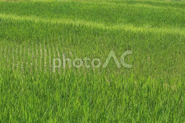 段々畑2（稲作） 段々畑,稲作,お米の写真素材