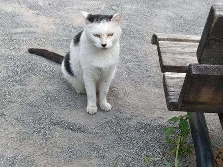シロクロネコ シロクロネコ ねこ,cat,動物の写真素材