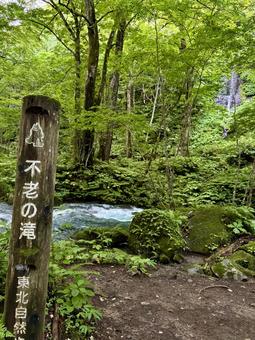 夏の奥入瀬渓流 不老の滝 夏の奥入瀬渓流 不老の滝の写真