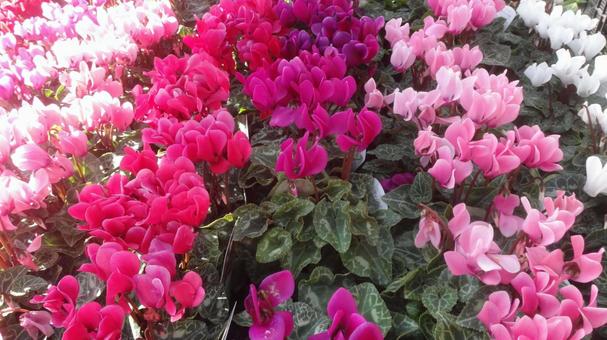 ガーデンシクラメンの写真