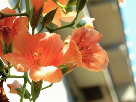 【花の写真】ノウゼンカズラ(凌霄花) 【花の写真】ノウゼンカズラ(凌霄花) ノウゼンカズラ,凌霄花,自然の写真素材