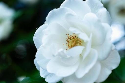 公園のバラ 公園のバラ バラ,花,植物の写真素材