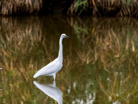 水辺のコサギ 水辺のコサギ コサギ,鳥,野鳥の写真素材