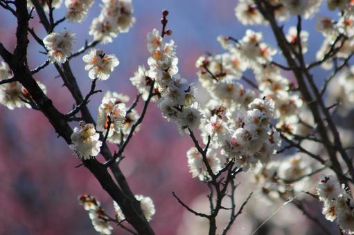 梅の花 梅の花の写真