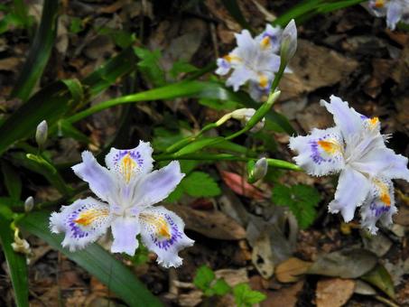 野生の花3 野生の花3の写真