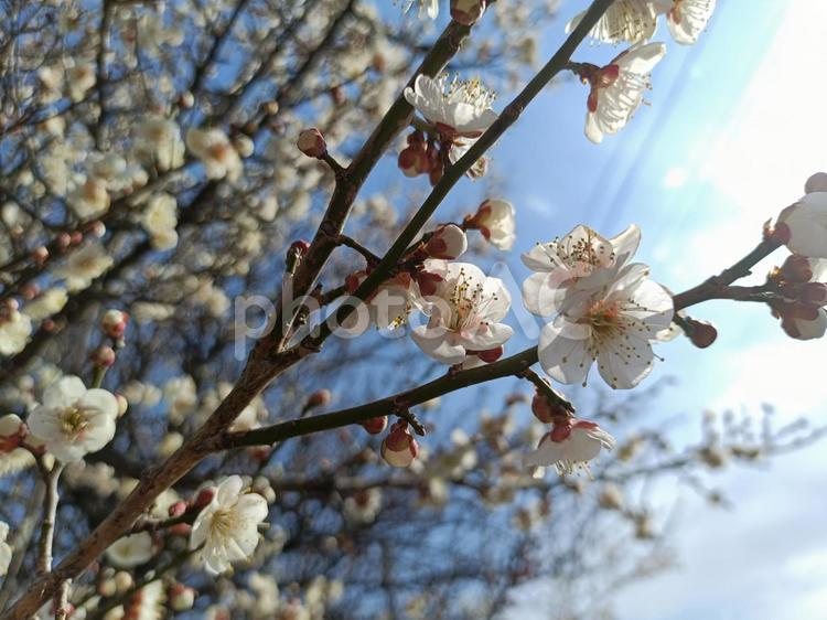 淡く咲く梅の花 梅,木,花の写真素材