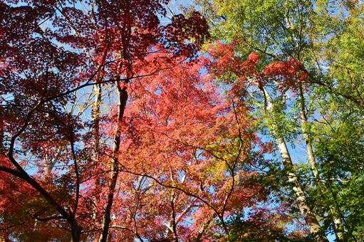 <秋のイメージ>紅葉 <秋のイメージ>紅葉の写真