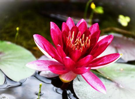 睡蓮③ 花,植物,水辺の写真素材