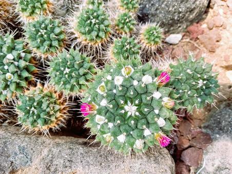 Photo, kin-hwa mountain, mammillaria, ichikawa city zoo and botanical garden, 