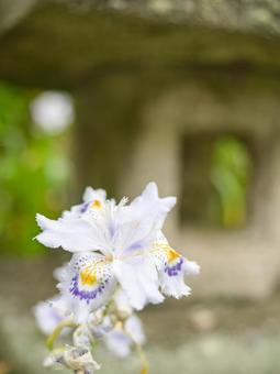 かわいいシャガの花 かわいいシャガの花の写真