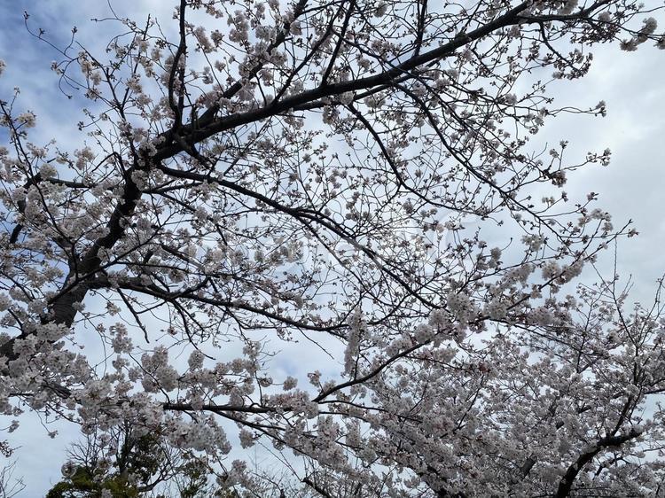 桜　横須賀 桜,満開,横須賀の写真素材