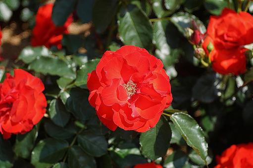 Photo, hyōgo prefecture, aramaki rose park, early summer, 