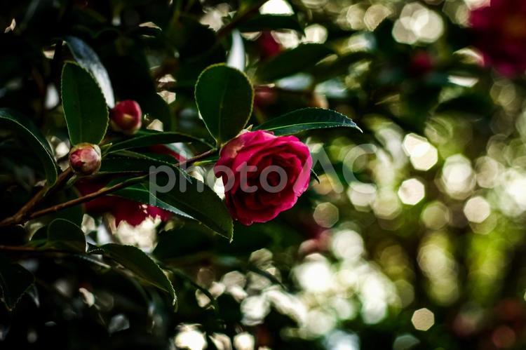 ★＜五島市鬼岳椿園＞寒椿の花 花,植物,寒椿の写真素材
