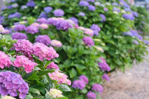 紫陽花 紫陽花の写真