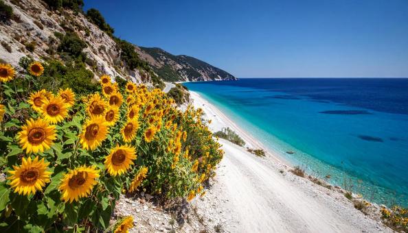 海とビーチとひまわりと青空の写真
