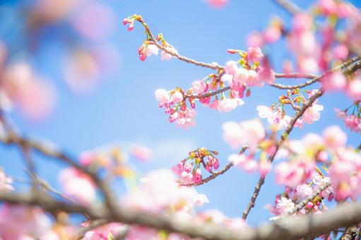 春の訪れを告げる桜の花 春の訪れを告げる桜の花の写真