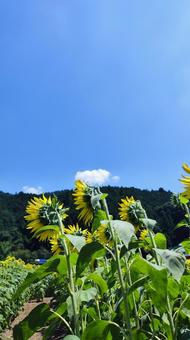 夏を抱きしめる花畑 夏を抱きしめる花畑の写真