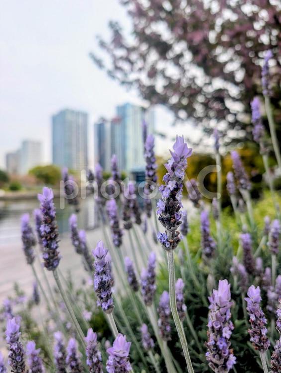 天王洲ボードウォークに咲くラベンダー 花,ラベンダー,天王洲運河の写真素材